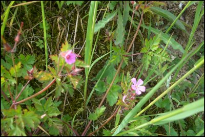 cranesbill